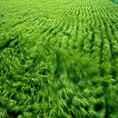 Theme - Grass APK