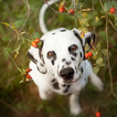 Dalmatian Dogs Best Jigsaw Puzzles