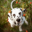 Dalmatian Dogs Best Jigsaw Puzzles APK