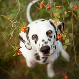 Dalmatian Dogs Best Jigsaw Puzzles آئیکن
