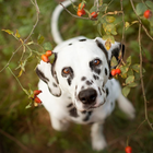 Dalmatian Dogs Best Jigsaw Puzzles ไอคอน