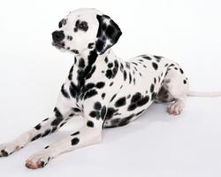 Dalmatian Dogs Best Jigsaw Puzzles screenshot 3