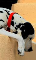 Dalmatian Dogs Best Jigsaw Puzzles poster