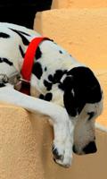 Dalmatian Dogs Best Jigsaw Puzzles plakat