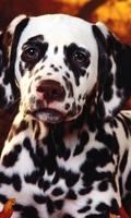 Dalmatian Dogs Best Jigsaw Puzzles screenshot 1