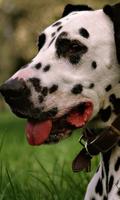 Dalmatian Dogs Best Jigsaw Puzzles capture d'écran 2