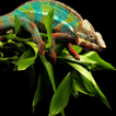 Reptiles and Lizard Best New Jigsaw Puzzles