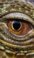 Reptiles and Lizard Best New Jigsaw Puzzles Affiche