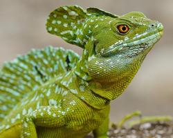 Reptiles and Lizard Best New Jigsaw Puzzles capture d'écran 3