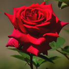 Rose Best Jigsaw Puzzles icon