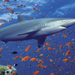 Thème de requin de l'océan 3D