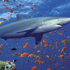 3D महासागर शार्क थीम आइकन