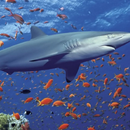 Thème de requin de l'océan 3D APK