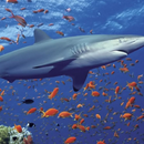 3D Ocean Shark Theme APK