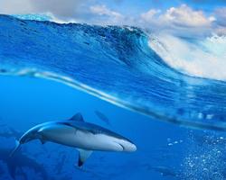 Thème de requin de l'océan 3D capture d'écran 3