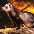 Ferret Wallpapers ไอคอน