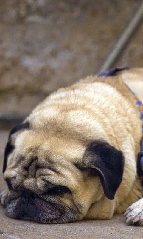 Android向けのパグの犬の壁紙 Apkをダウンロードしましょう
