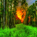 Best Forest Wallpapers APK