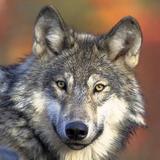ikon Wolf Gallery & HD Wallpapers