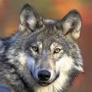 APK Wolf Gallery & HD Wallpapers