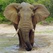 Elephant Gallery HD