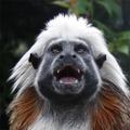 Monkey gallery HD