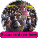APK Budidaya Ayam Jawa