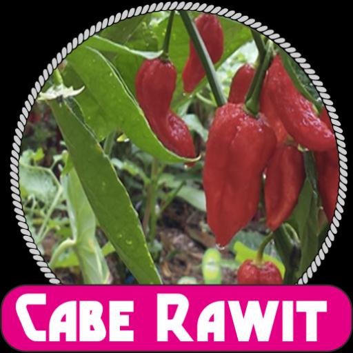 Apk Cabe Rawit Versi Lama Budidaya cabe rawit dalam polybag APK للاندرويد تنزيل