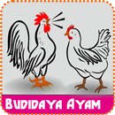 Bisnis Budidaya Ayam Sukses (Tekun) APK