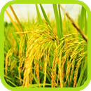 Culture du champ de riz APK