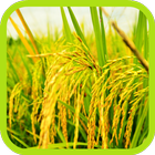 Culture du champ de riz icône