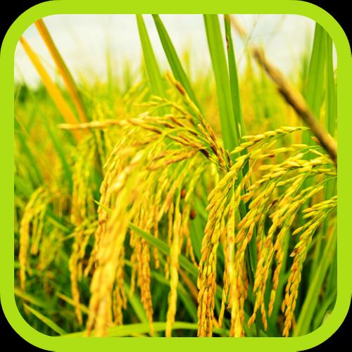 Rice Field Cultivation For Android Apk Download - rice fields roblox