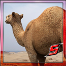 3D SACRED CAMEL Simulator APK