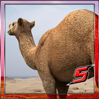 3D SACRED CAMEL Simulator icône