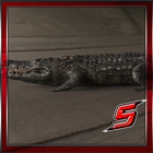 3D BİG Crocodile JO icône