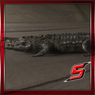 3D BİG Crocodile JO ไอคอน