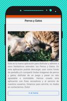 پوستر Fondos de Pantalla de Perros y Gatos, imagenes HD