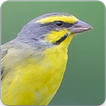 Serinus Sounds : Serinus Song and Serinus Singing