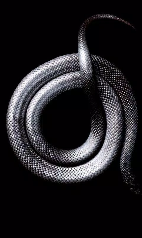 下载高清蛇新壁纸的安卓版本