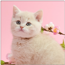 Anahata Cats APK