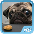 Videos of Dogs