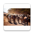 Cow Protect