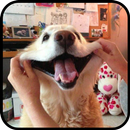 Funny dogs pics APK