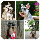 آیکون‌ Schnauzer Wallpapers