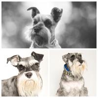 Schnauzer Wallpapers 포스터