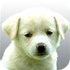 Perros.Todas las razas y fotos APK