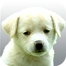 Perros.Todas las razas y fotos APK