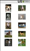 Perros.Todas las razas y fotos captura de pantalla 2