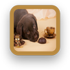 Tea Cup Dog APK