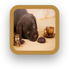 Tea Cup Dog ikon
